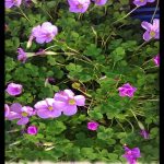 Oxalis rosea
