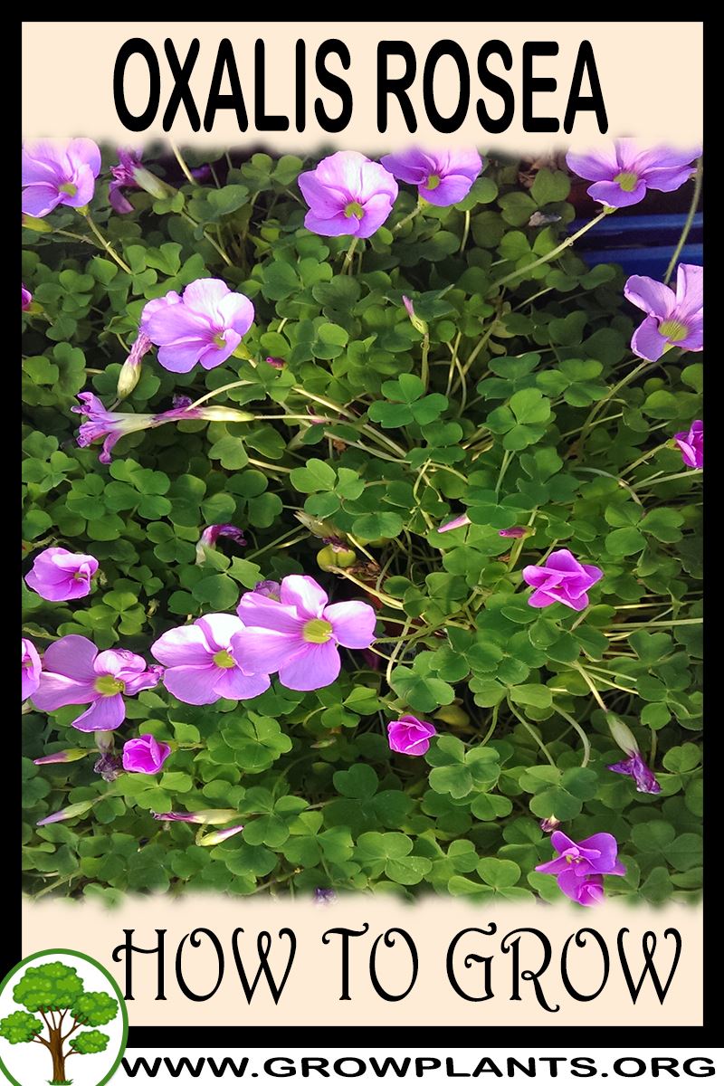 How to grow Oxalis rosea
