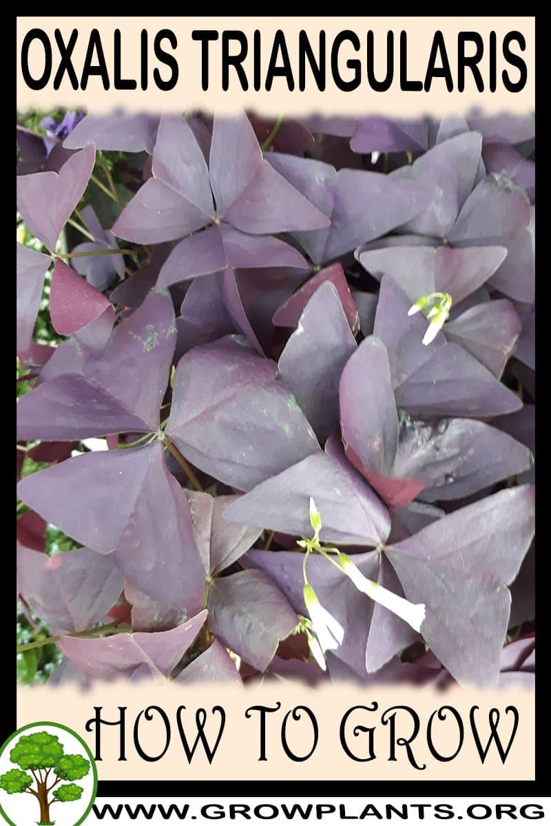 How to grow Oxalis triangularis