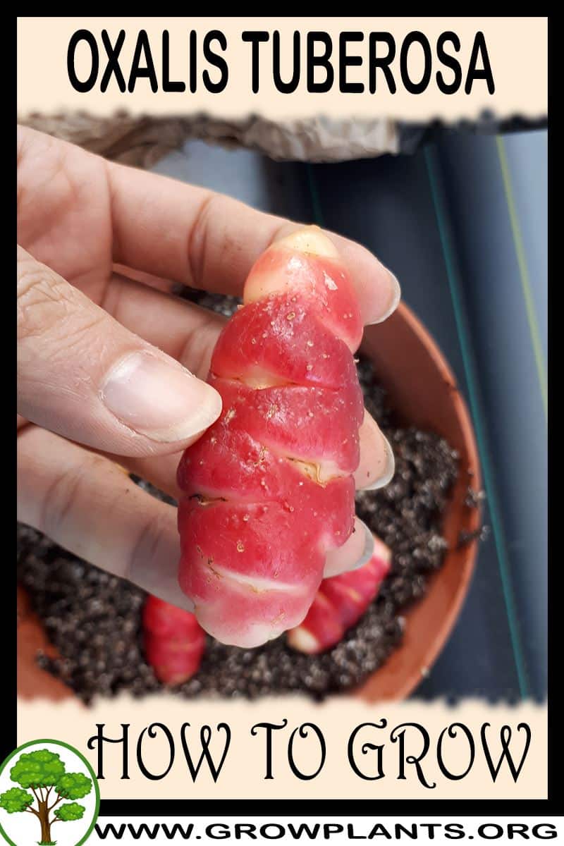 How to grow Oxalis tuberosa