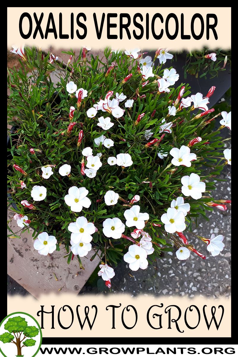 How to grow Oxalis versicolor