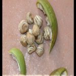 Pachira aquatica