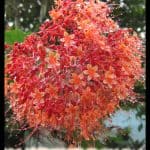 Pagoda plant