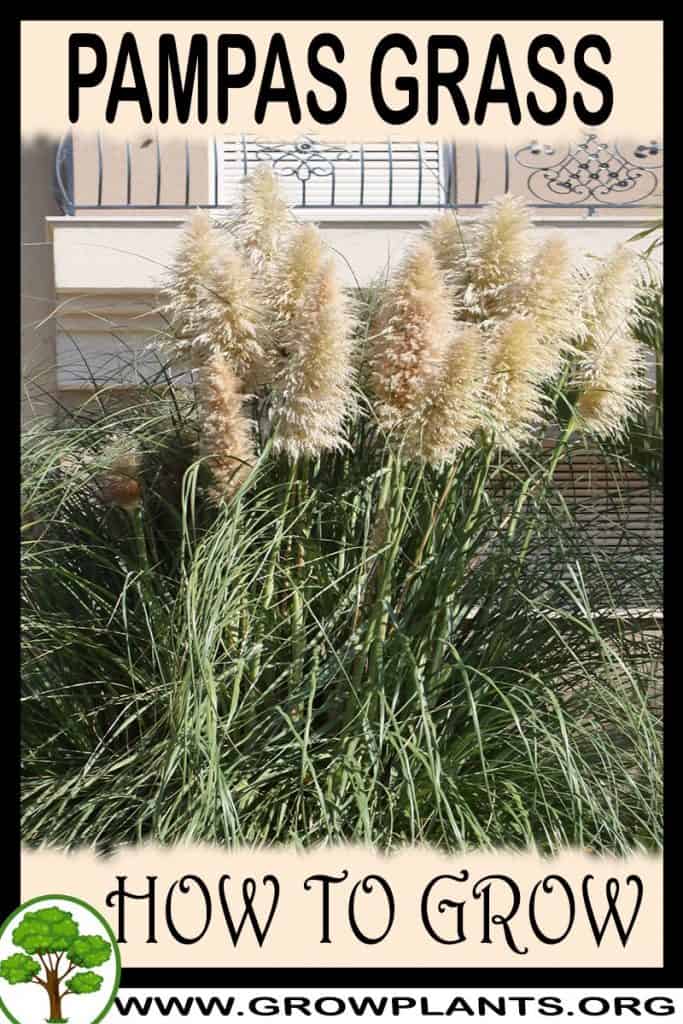 Pampas grass