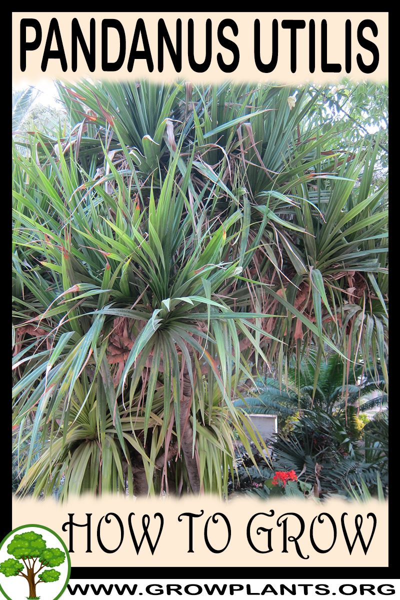 How to grow Pandanus utilis