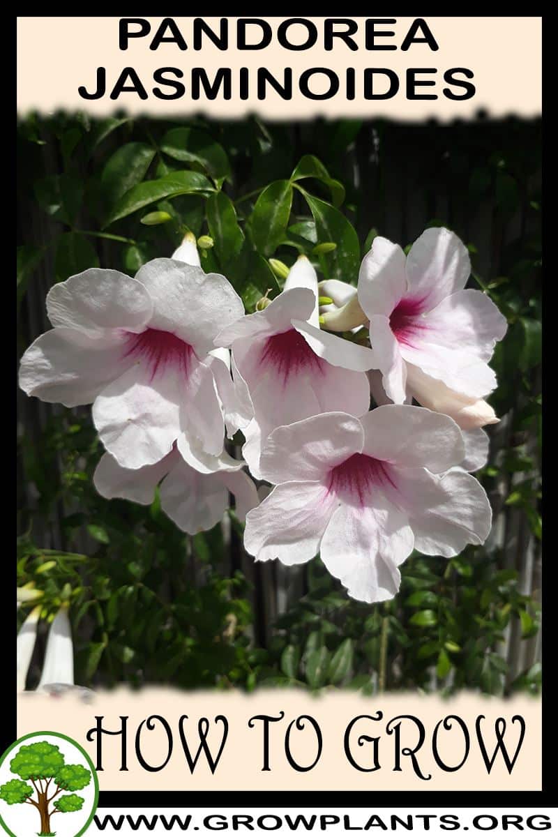 How to grow Pandorea jasminoides