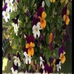 Pansy