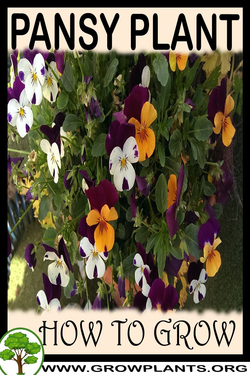 Pansy How to grow & care