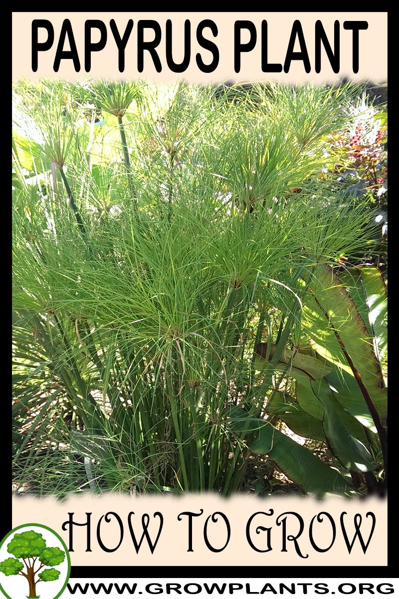 How to grow Papyrus plant