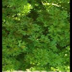 Parsley plant