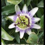 Passiflora caerulea