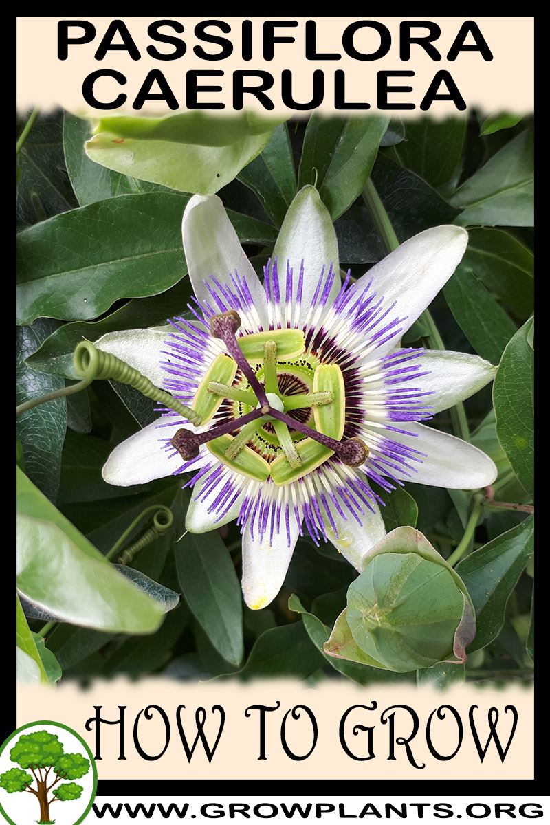How to grow Passiflora caerulea
