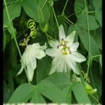 Passiflora galbana