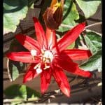 Passiflora racemosa