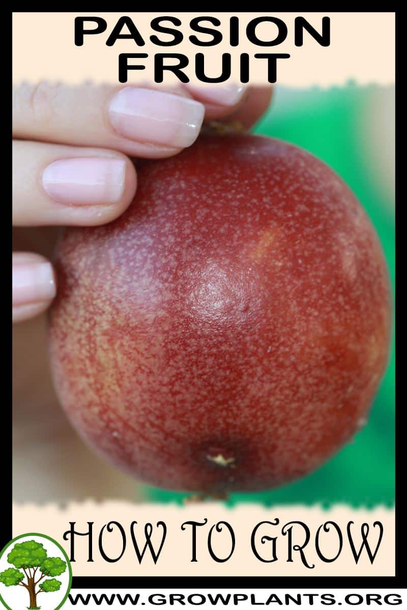 Passion Fruit How To Grow Care