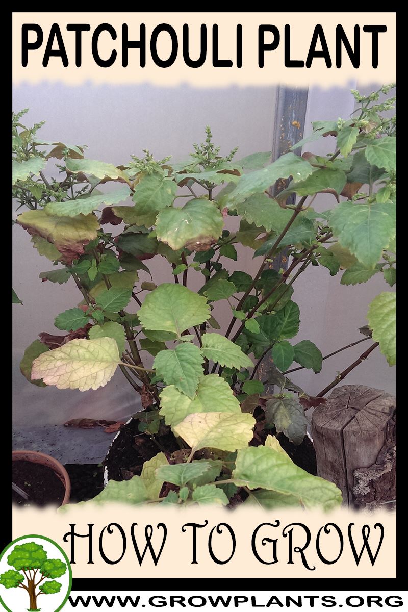 Patchouli plant How to grow & care