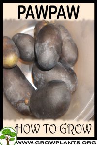 How to grow Pawpaw