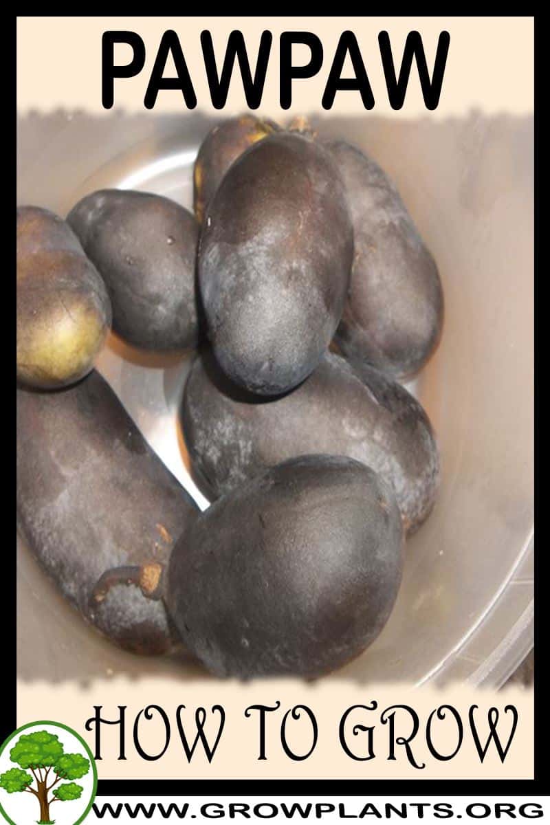 How to grow Pawpaw