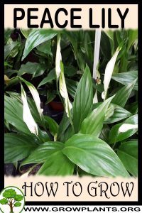 How to grow Peace lily