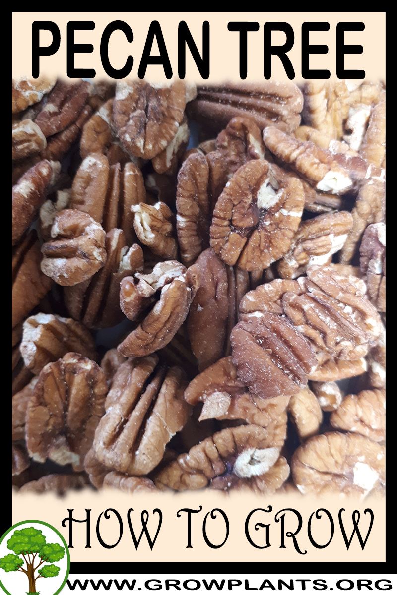 Pecan tree How to grow & care