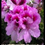 Pelargonium grandiflorum