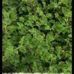Pelargonium Prince Rupert