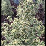 Pelargonium crispum