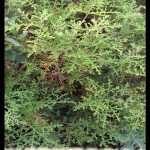 Pelargonium denticulatum