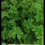 Pelargonium graveolens