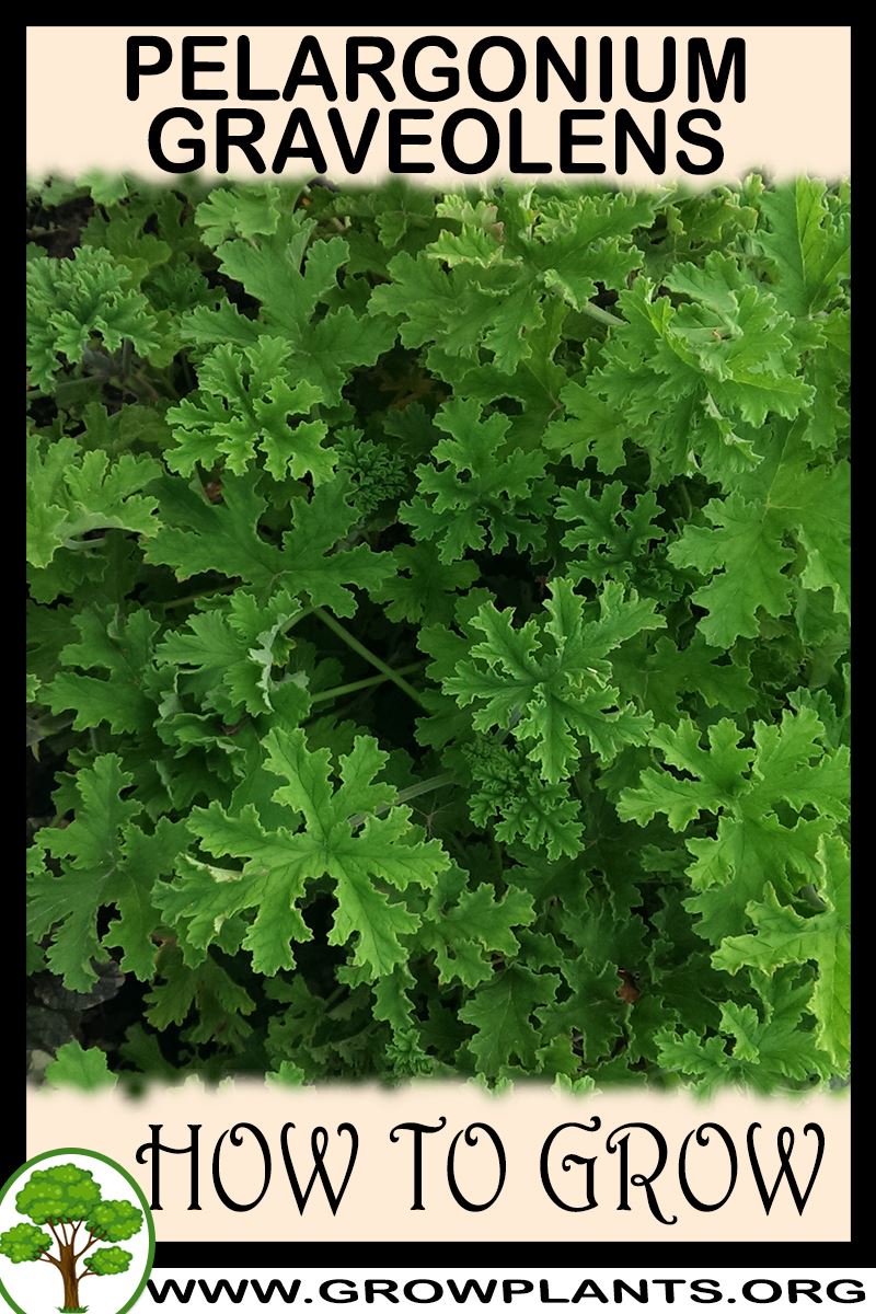 How to grow Pelargonium graveolens