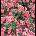 Pelargonium hortorum