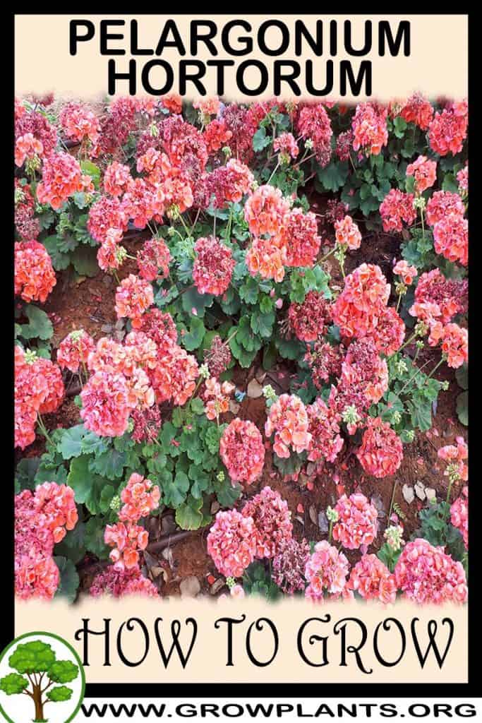 Pelargonium hortorum