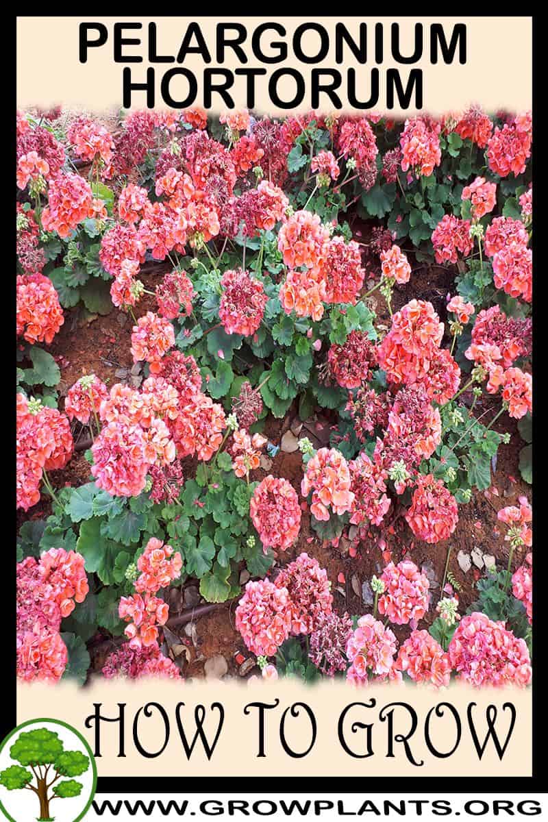 How to grow Pelargonium hortorum
