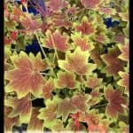 Pelargonium vancouver centennial