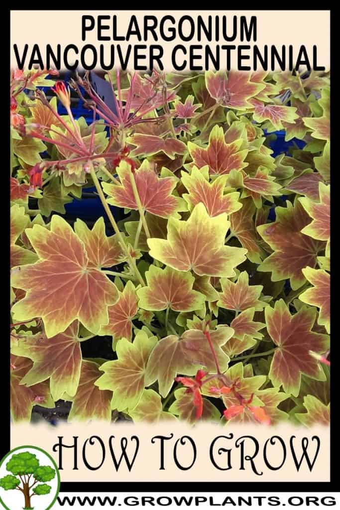 Pelargonium vancouver centennial