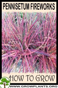 How to grow Pennisetum fireworks