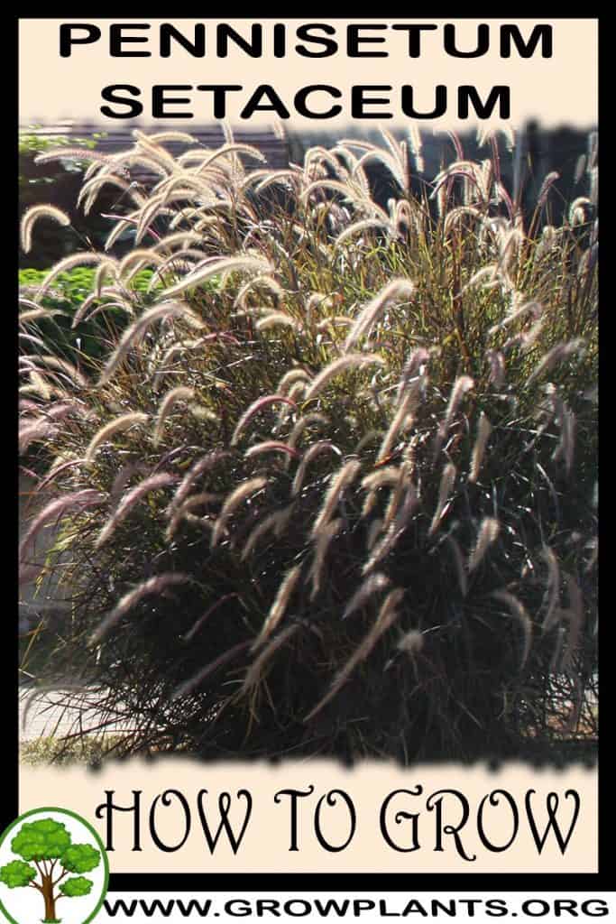 Pennisetum setaceum