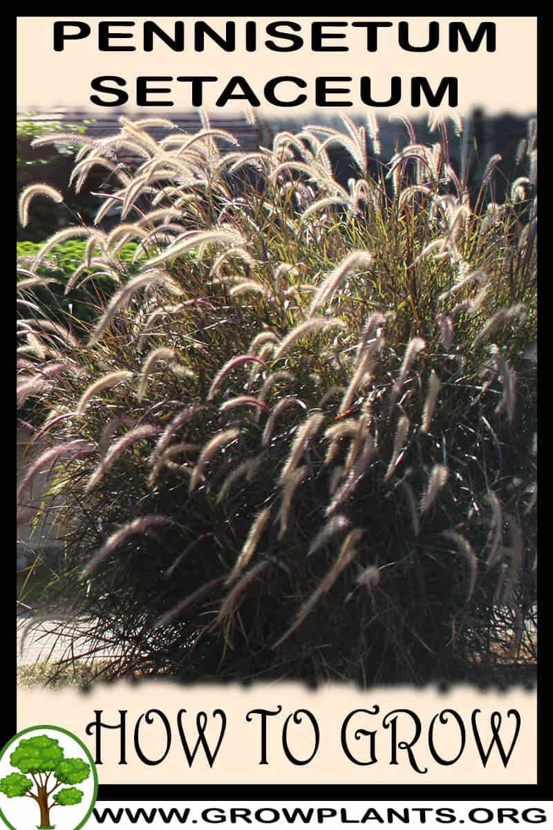 How to grow Pennisetum setaceum