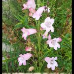 Penstemon
