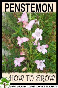 How to grow Penstemon