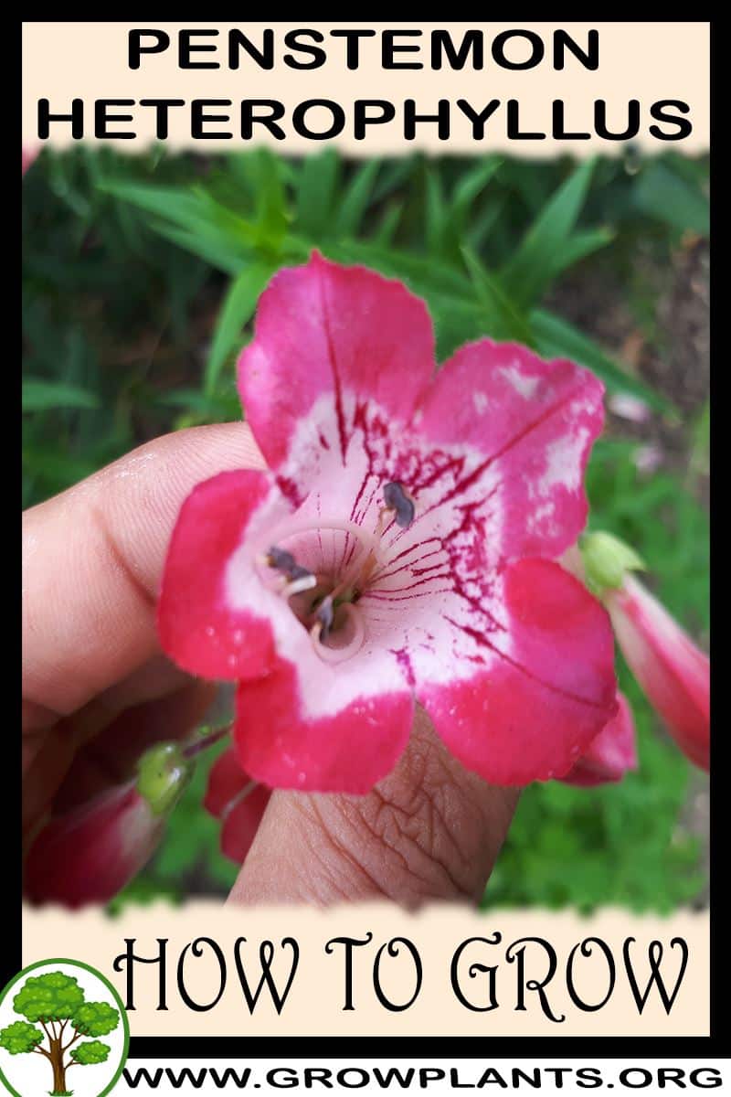 How to grow Penstemon Heterophyllus
