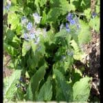 Pentaglottis sempervirens