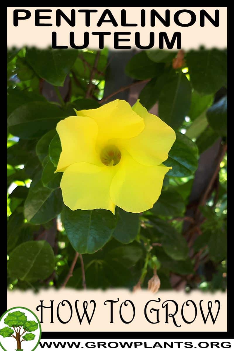How to grow Pentalinon luteum
