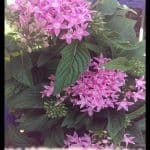 Pentas lanceolata