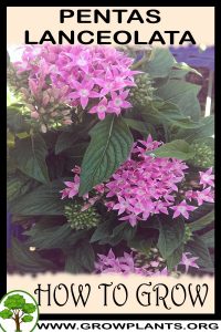 How to grow Pentas lanceolata
