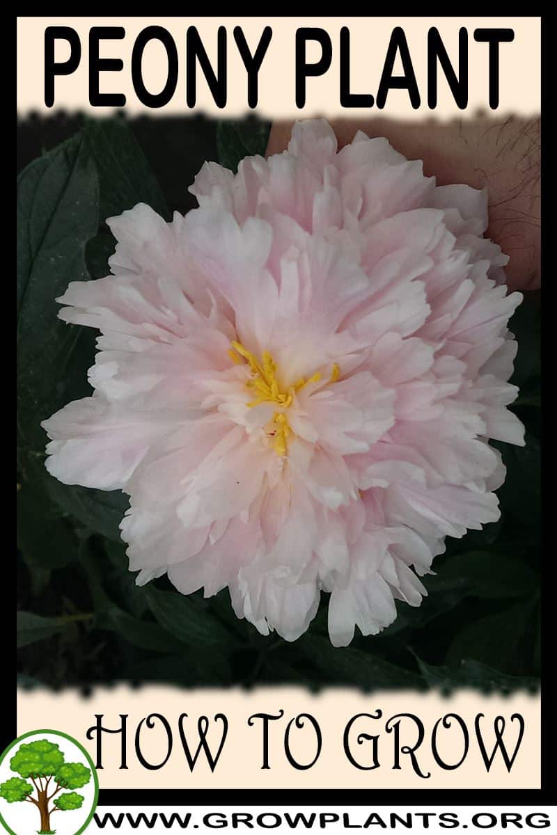 How to grow Peony