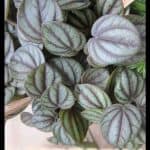 Peperomia