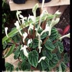 Peperomia caperata