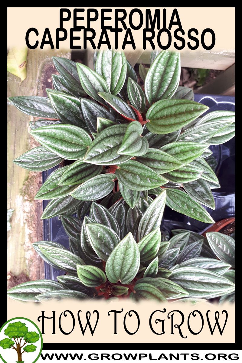How to grow Peperomia caperata Rosso