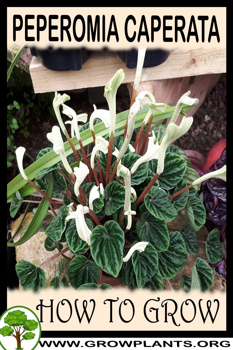 How to grow Peperomia caperata